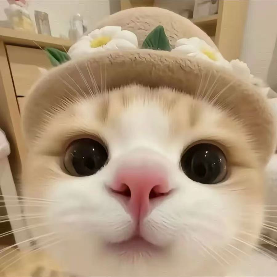 灵猫
